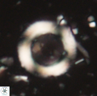 Denisea polymegalo 59855