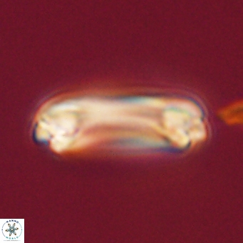 Denisea magna 71043
