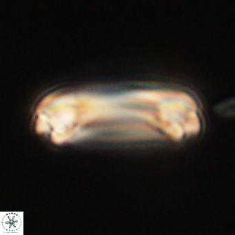 Denisea magna 71043
