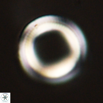 Denisea magna 71043