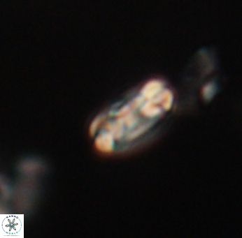 Denisea subpertusa 20728