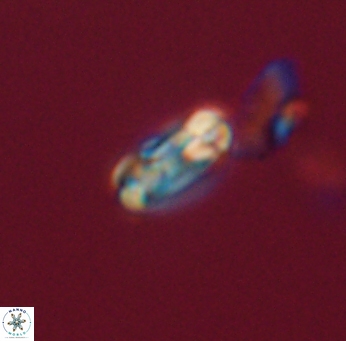 Denisea subpertusa 20729