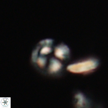 Denisea subpertusa 20735