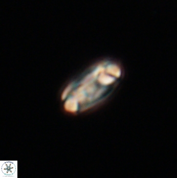 Denisea subpertusa 20755