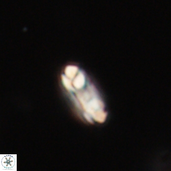 Denisea subpertusa 20769