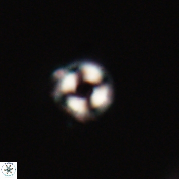 Denisea subpertusa 20773