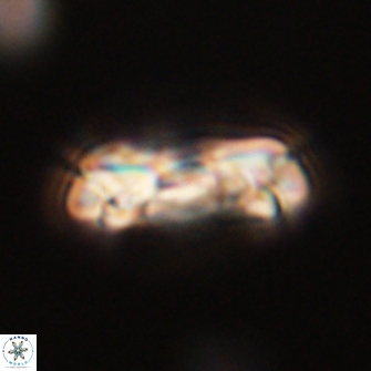 Denisea subpertusa 52958