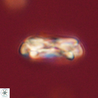 Denisea subpertusa 52963
