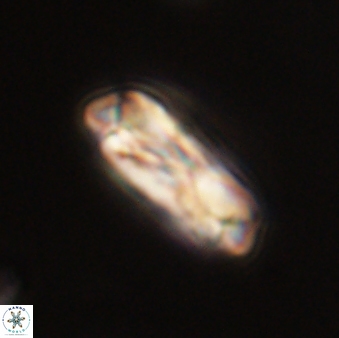 Denisea subpertusa 52966
