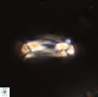 Denisea subpertusa 58321