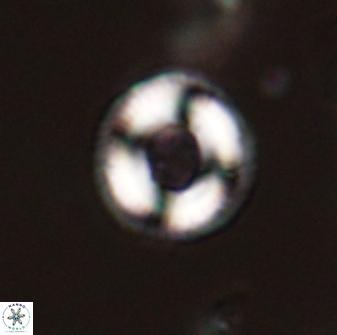Denisea subpertusa 58343