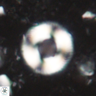 Denisea subpertusa 60966