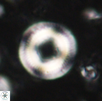 Denisea subpertusa 60969