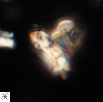Denisea subpertusa 63991
