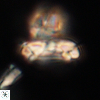 Denisea subpertusa 63992