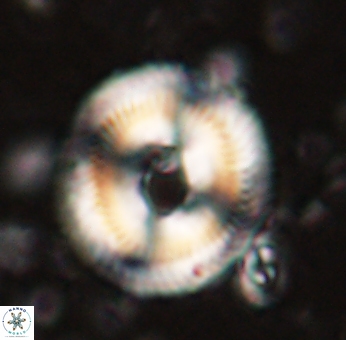 Denisea salleyi 53426