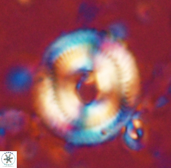 Denisea salleyi 53427