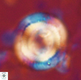 Denisea salleyi 53428
