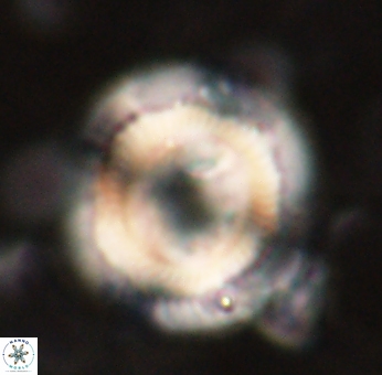 Denisea salleyi 53429