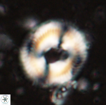 Denisea salleyi 53430