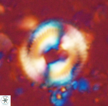Denisea salleyi 53431