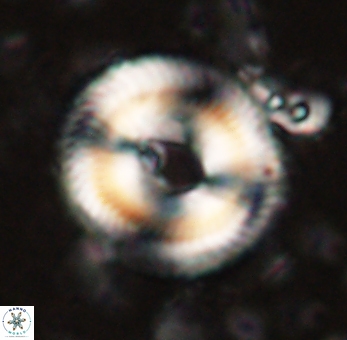 Denisea salleyi 53433