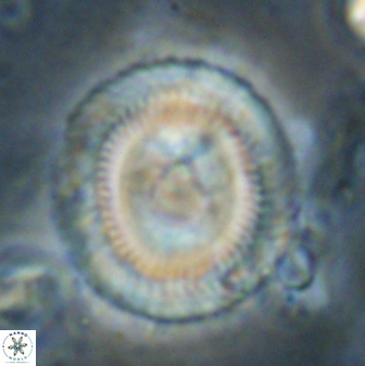 Denisea salleyi 53437