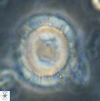 Denisea salleyi 53439