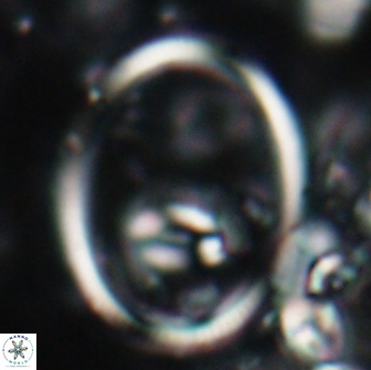 Denisea turkmenii 21557