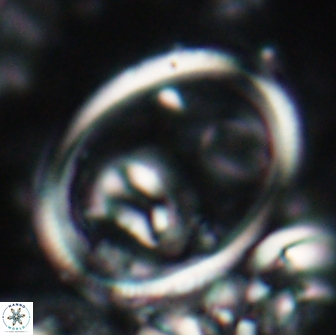 Denisea turkmenii 21560