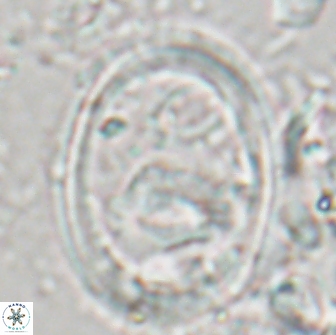 Denisea turkmenii 21562