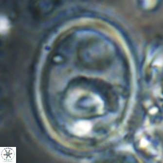 Denisea turkmenii 21563