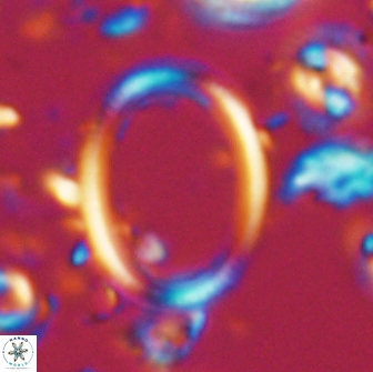 Denisea turkmenii 21579