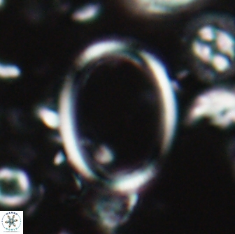Denisea turkmenii 21580