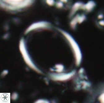 Denisea turkmenii 21581