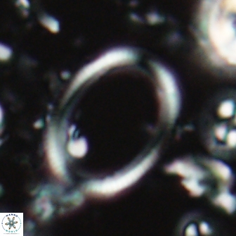 Denisea turkmenii 21585