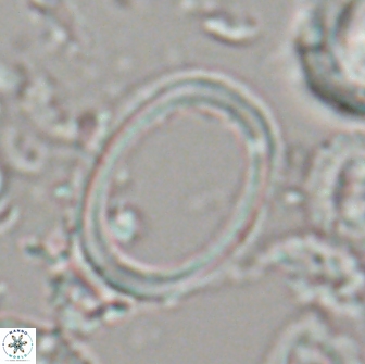 Denisea turkmenii 21586