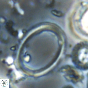 Denisea turkmenii 21587