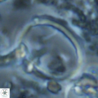 Denisea turkmenii 22408