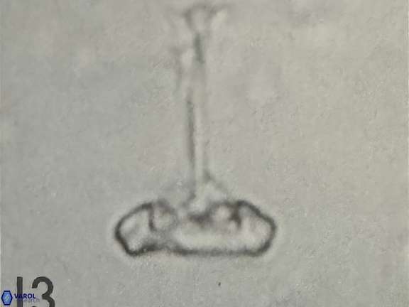 Prediscosphaera columnata 42036