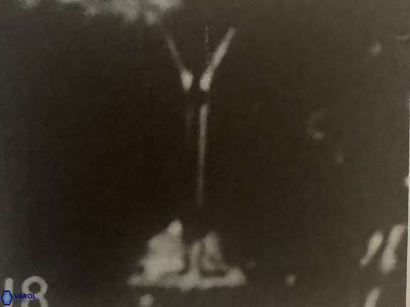 Prediscosphaera columnata 42036