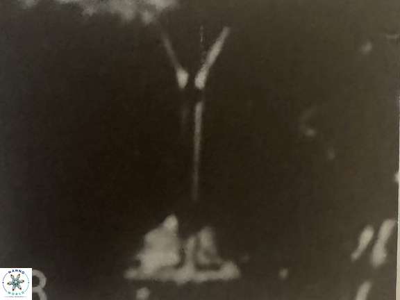 Prediscosphaera columnata 42036