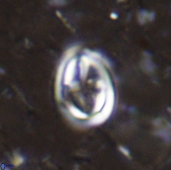 Derivanturportantes curucis 28746