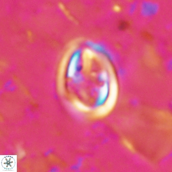 Derivanturportantes curucis 28749