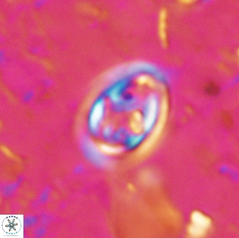 Derivanturportantes curucis 28751