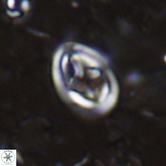 Caulophorolithus cryptostauros 28753