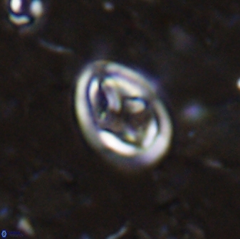 Derivanturportantes curucis 28753