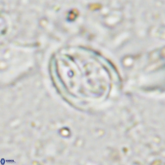 Derivanturportantes curucis 28754