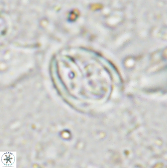 Derivanturportantes curucis 28754