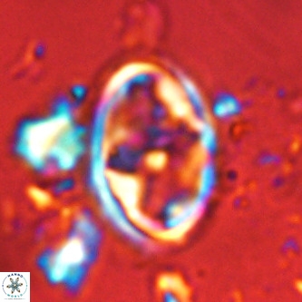 Derivanturportantes krimmenostavro VR 00609